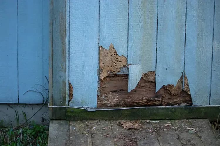 damaged-siding-01-750x500.jpg.webp