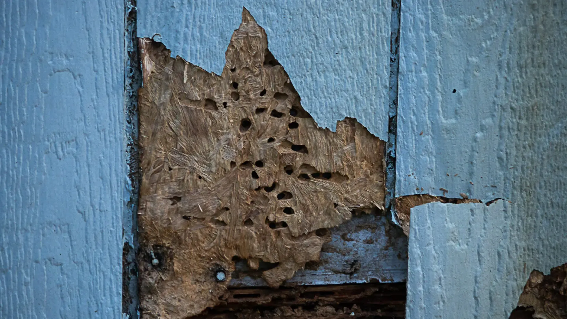 how-to-avoid-pest-problems-with-james-hardie-siding-01-1.webp