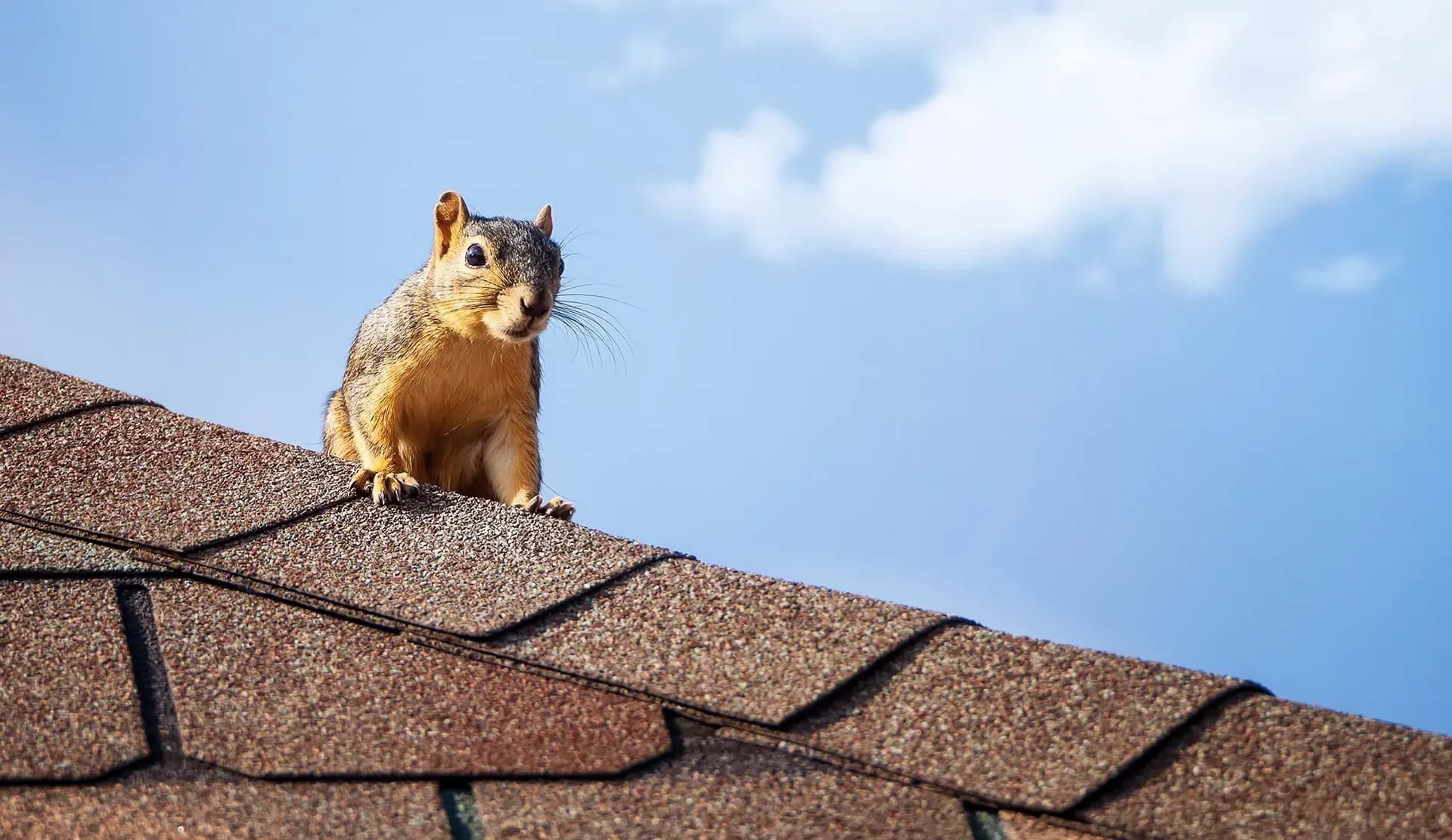 prevent-squirrel-damage-to-your-roofing-and-siding-01