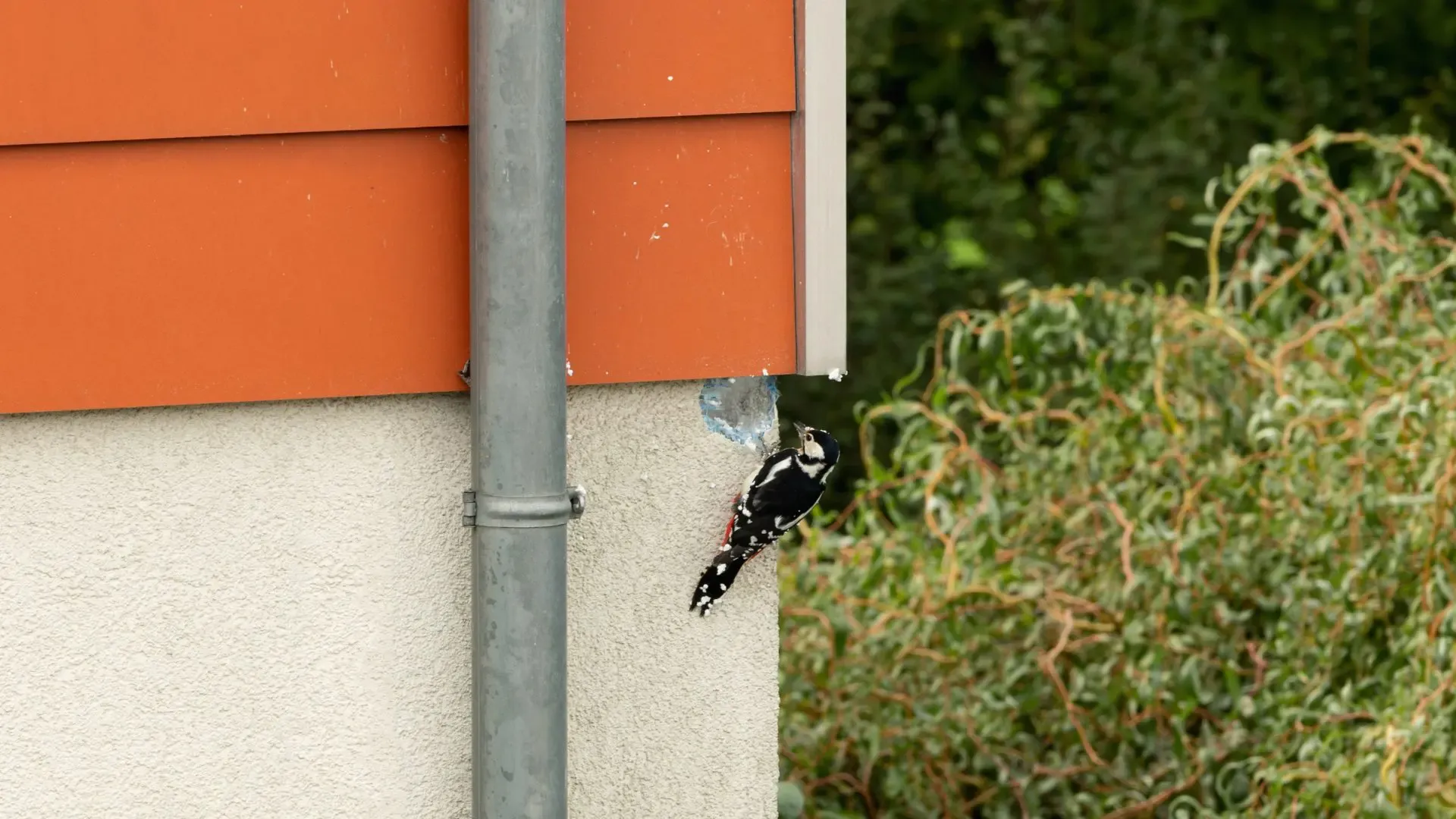 https://safeharborexteriors.com/wp-content/uploads/2023/10/woodpecker-siding-damage-causes-and-solutions-for-homeowners-01.jpg